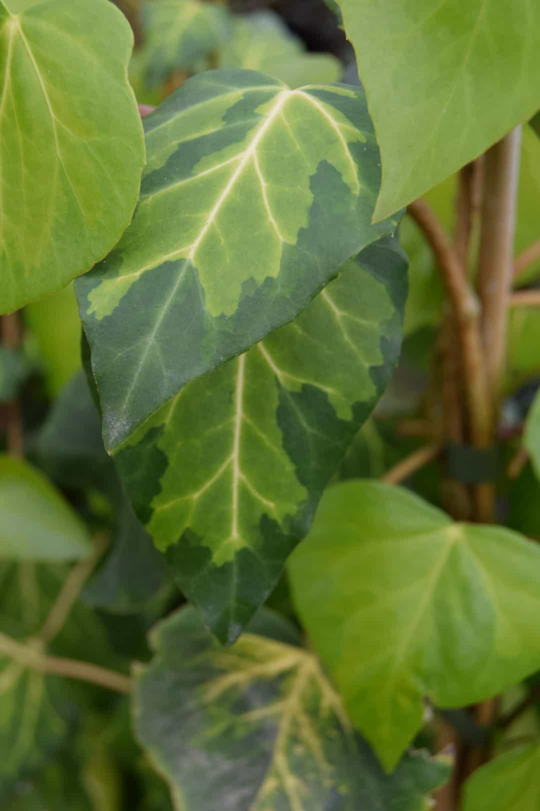 Hedera colchica 'Sulphur Heart'